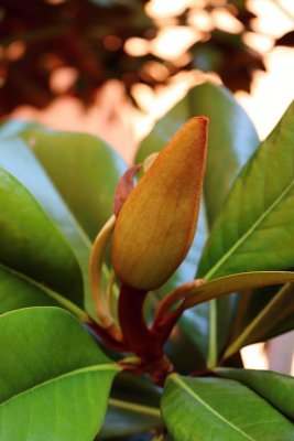 Magnolia grandiflora 'DD Blanchard' - šácholán velkokvětý - pupen květ01